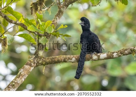 Long-wattled umbrellabird perched on a branch in the forest