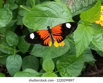 Longwing Butterfly Images Stock Photos Vectors Shutterstock