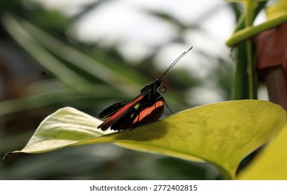 Longwing buttterfly on a leaf