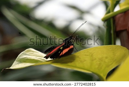Longwing buttterfly on a leaf