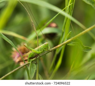 A Long-Winged Conehead Bush Cricket Sitting On A Grass Stem At A Nature Reserve In Cranham, Essex