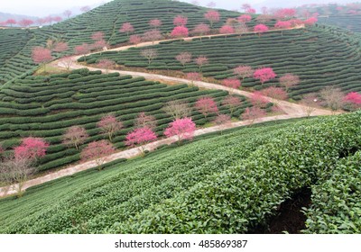 Longyan Fujian Tea Garden Scenery