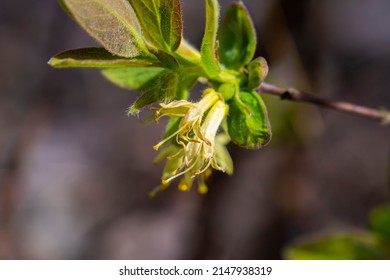 110 Lonicera kamtschatica Images, Stock Photos & Vectors | Shutterstock