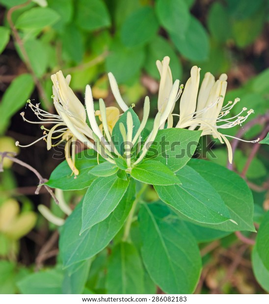 Najdete Stock Snimky Na Tema Lonicera Caprifolium Goatleaf Honeysuckle Italian Honeysuckle V Hd A Miliony Dalsich Stock Fotografii Ilustraci A Vektoru Bez Autorskych Poplatku Ve Sbirce Shutterstock Kazdy Den Jsou Pridavany Tisice Novych Kvalitnich Obrazku