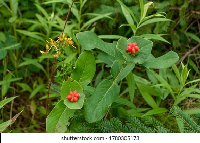 Lonicera Dioica (Wild Honeysuckle) Flower