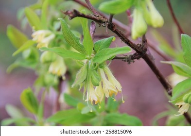 Lonicera Kamtschatica Blossom Stock Photo 258815096 | Shutterstock