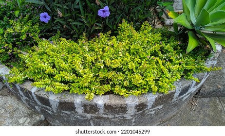 Lonicera Nitida Or Wilson's Honeysuckle Hedge. Best Popular Low Maintenance Ground Cover Plant. Low Hedging Plant, Best Topiary Plant