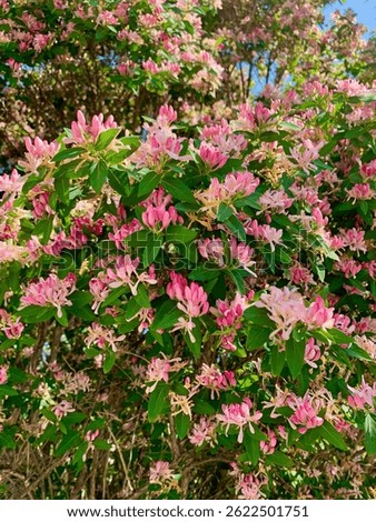Lonicera tatarica. A huge bush of blooming honeysuckle on a sunny day. Many delicate pink flowers and buds on a background of green leaves. An attractive flowering shrub.