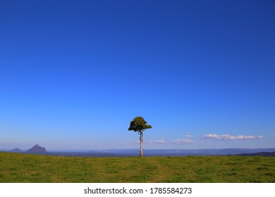 Lonly Tree At Sunshine Coast Hinterland 