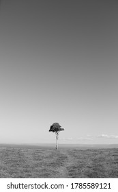 Lonly Tree At The Sunshine Coast Hinterland 