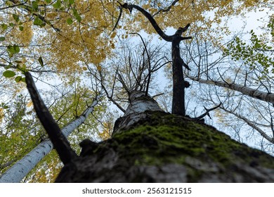 Looing up into the canopy of a birch tree during the fall in Wisconsin.