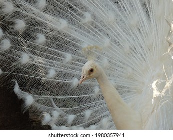 The Look Of An Albino Peacock