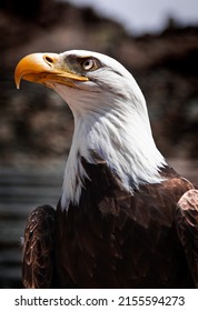 Look Of An American Eagle With Its Orange Beak And White Fur On Its Head