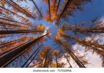 347 Redwood Forest Night Images, Stock Photos & Vectors | Shutterstock