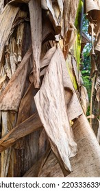 The Look Of Banana Tree That Its Leaves Already Dry And Almost Fall