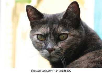 Similar Images Stock Photos Vectors Of Bobtail Kitten Posing For Photo Shutterstock