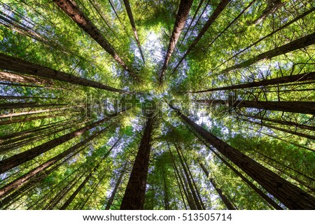Look up at the beautiful redwoods