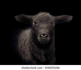 The Look Of The Black Sheep