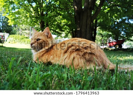 a look at the cat lying in the grass
