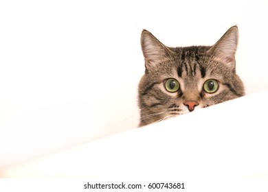 129,602 Cat stare Images, Stock Photos & Vectors | Shutterstock