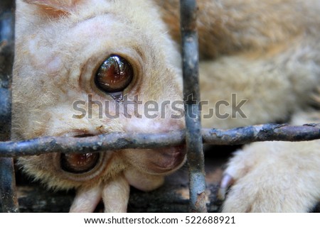 Look Closely into The Eye of caged animal,Wildlife animals was trapped in the cage and not taken good care ,no freedom:Exotic Pet Slow loris, Loris,Nycticebus