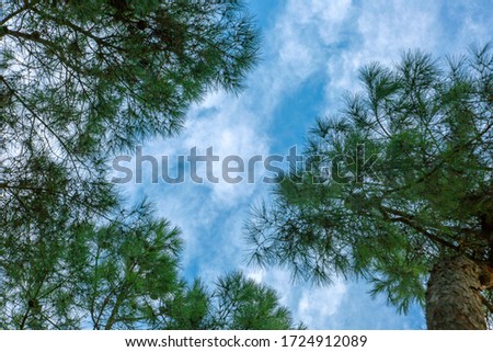 Look at the clouds and blue sky through the pine trees. Spring landscape and natural backgrounds. Bottom up view, horizontal.