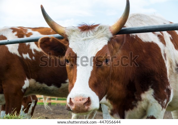 Look Cow Pastoral Picture Animal Country Stock Photo Edit - 