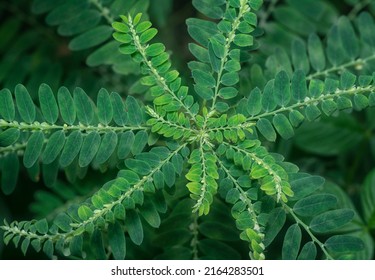 270 Phyllanthus Niruri Plant Herbs Garden Images, Stock Photos ...