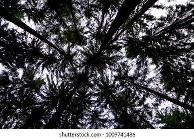 A Look up in the forest