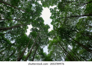 Look Up At The Forest From A Perspective