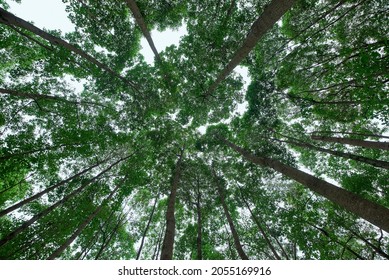 Look Up At The Forest From A Perspective