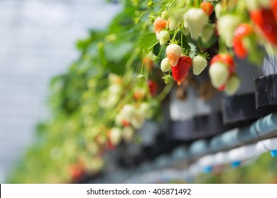 a look in the greenhouse at the strawberry farmer