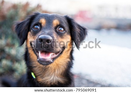 Look of a happy dog.