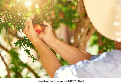 Look How Beautifully Youve Grown. Cropped Shot Of A Woman Picking Pomegranates From A Tree In Her Backyard.