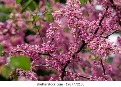 A Look Inside An Eastern Redbud Tree.