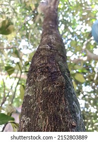 Look up into the treetops