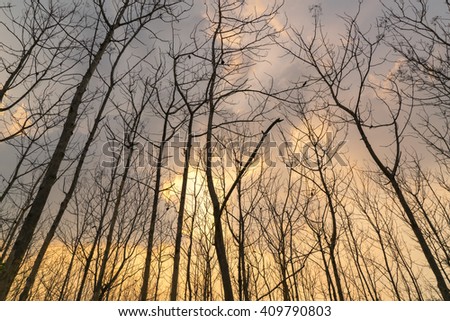 look up into the treetops silhouette with sunset cloud,