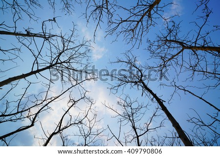 look up into the treetops silhouette,with blue sky.