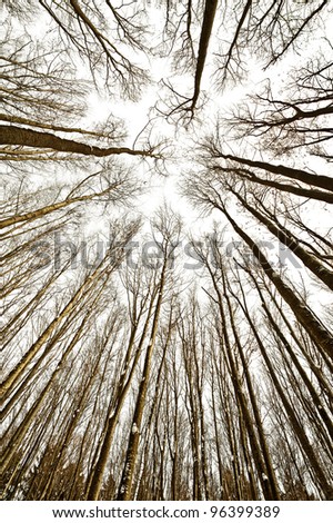 look up into the treetops - white background