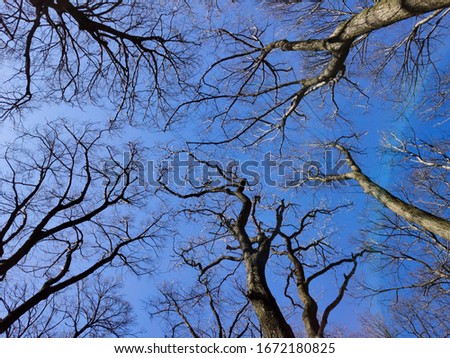 Look up into the treetops without leaves in winter.