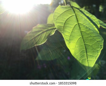 Look At The Light Through The Leaves,Subsurface Scattering.