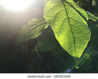 Look At The Light Through The Leaves,Subsurface Scattering.