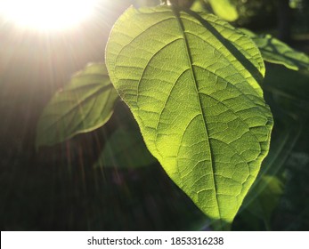 Look At The Light Through The Leaves,Subsurface Scattering.