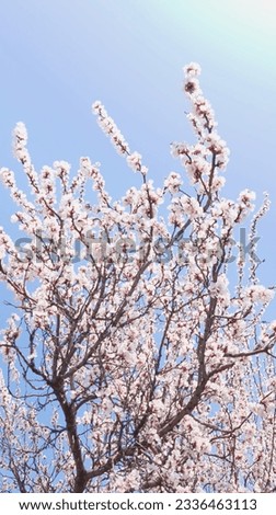 Look Like Sakura Tree Yep