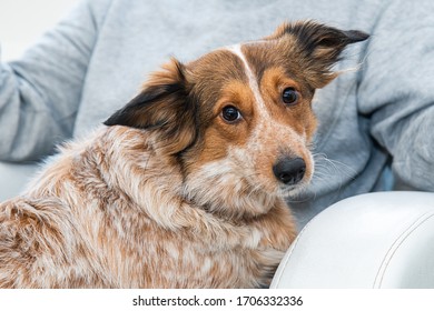 Look Of A Nice Harrier Dog