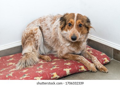 Look Of A Nice Harrier Dog