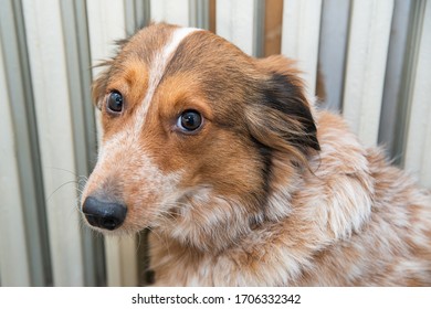 Look Of A Nice Harrier Dog