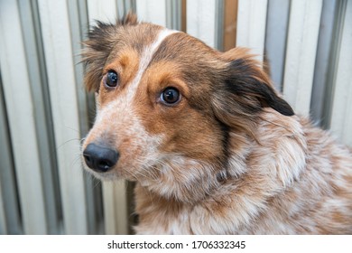 Look Of A Nice Harrier Dog