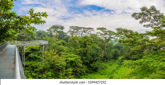 Look Over Kent Ridge Park From Tree Top Walk In Singapore During Daytime