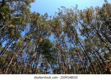 Look Overhead Tree Up Sky At National Park Area